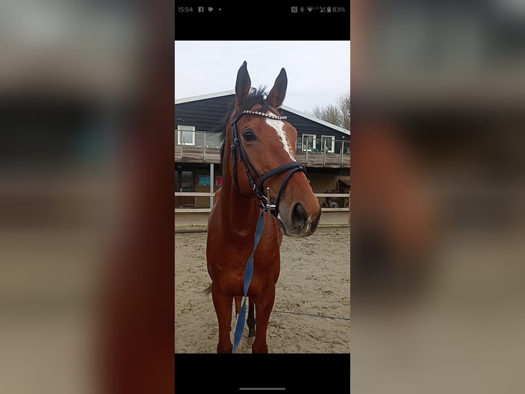 Irish Thoroughbred Gelding 8 years 16,2 hh Brown in Aagtekerke