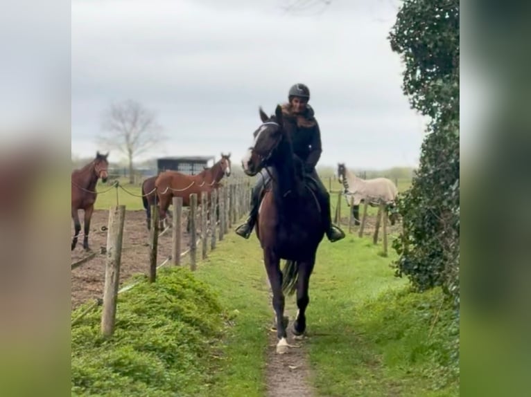 Irish Thoroughbred Gelding 8 years 16 hh Bay-Dark in Bornem