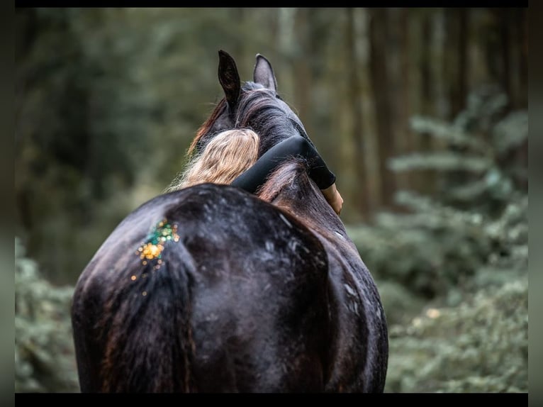 Irish Thoroughbred Gelding 8 years 16 hh Black in Neu Poserin