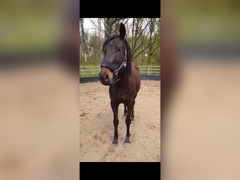 Irish Thoroughbred Gelding 8 years 16 hh Black in Neu Poserin