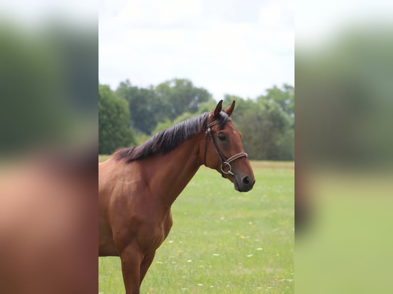 Irish Thoroughbred Gelding 8 years 16 hh Brown in Elsteraue