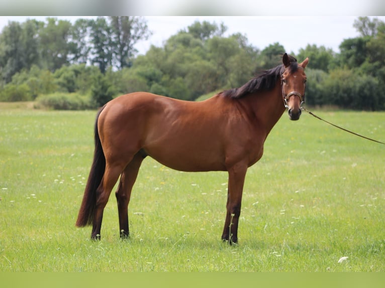 Irish Thoroughbred Gelding 8 years 16 hh Brown in Elsteraue