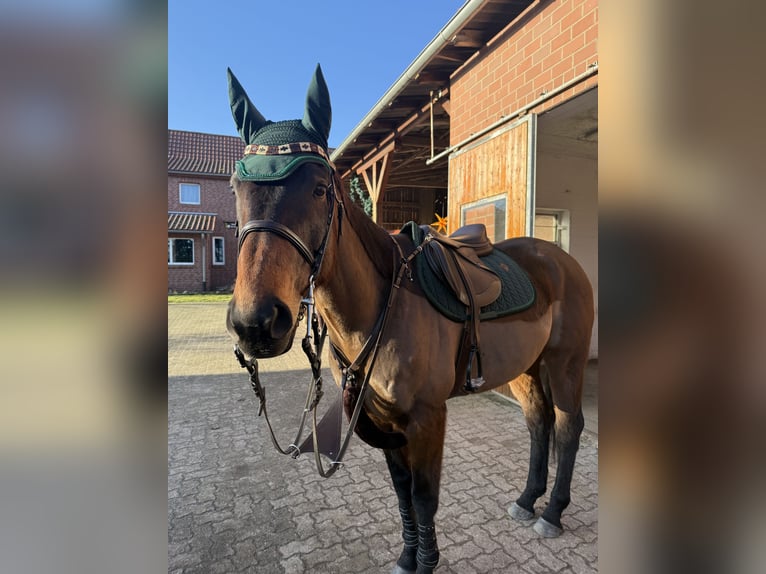 Irish Thoroughbred Gelding 8 years 16 hh Brown in Gifhorn