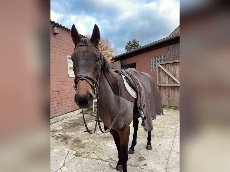 Irish Thoroughbred Gelding 8 years 16 hh Brown in Gifhorn