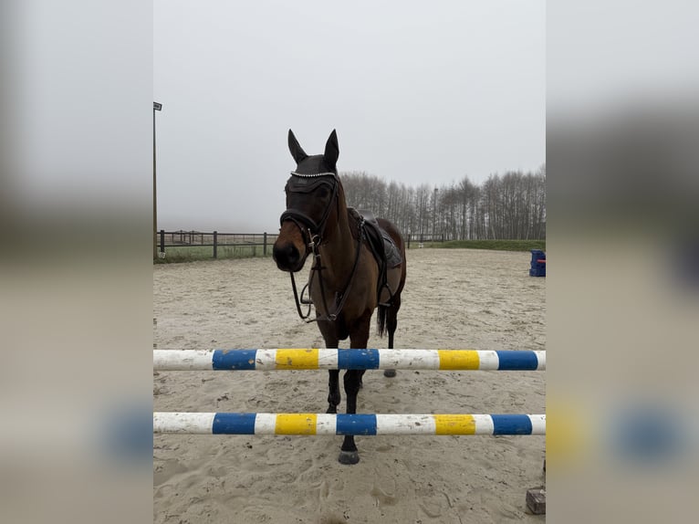 Irish Thoroughbred Gelding 8 years 16 hh Brown in Gifhorn