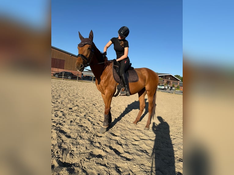 Irish Thoroughbred Gelding 8 years 16,2 hh Chestnut-Red in Werne