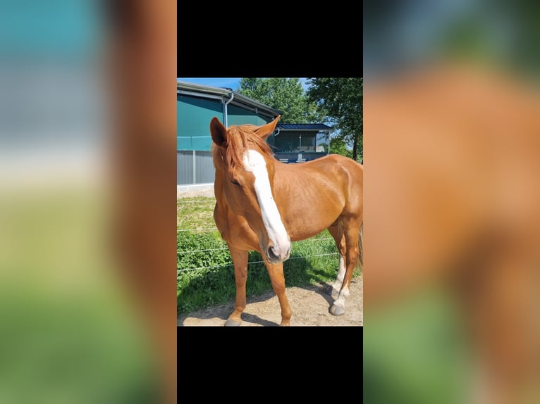 Irish Thoroughbred Gelding 8 years 17 hh Chestnut-Red in Hamburg