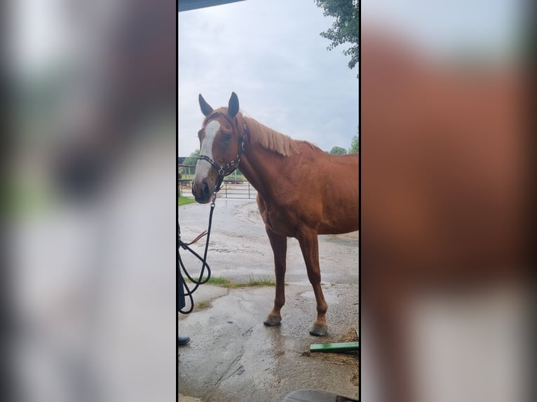 Irish Thoroughbred Gelding 8 years 17 hh Chestnut-Red in Hamburg