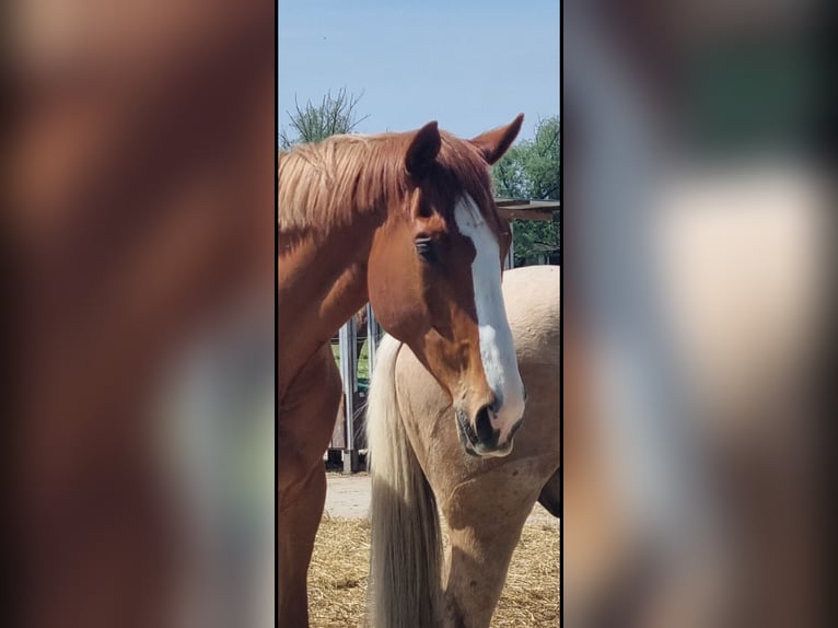 Irish Thoroughbred Gelding 8 years 17 hh Chestnut-Red in Hamburg