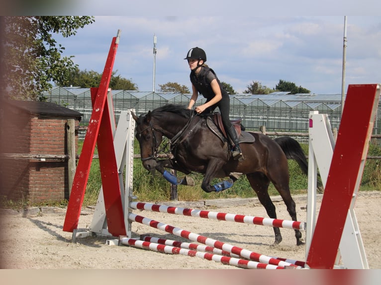 Irish Thoroughbred Gelding 9 years 15,3 hh Smoky-Black in Wijk en Aalburg