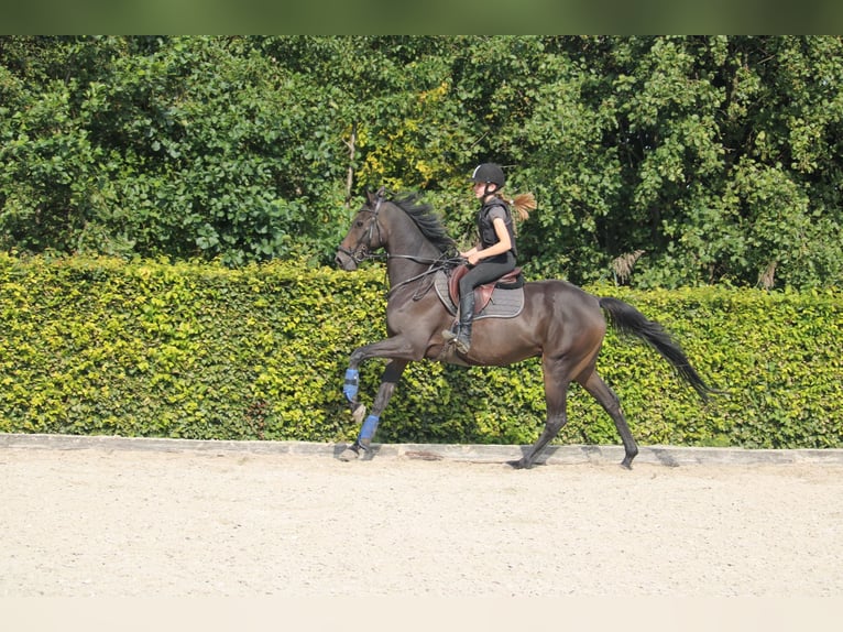 Irish Thoroughbred Gelding 9 years 15,3 hh Smoky-Black in Wijk en Aalburg