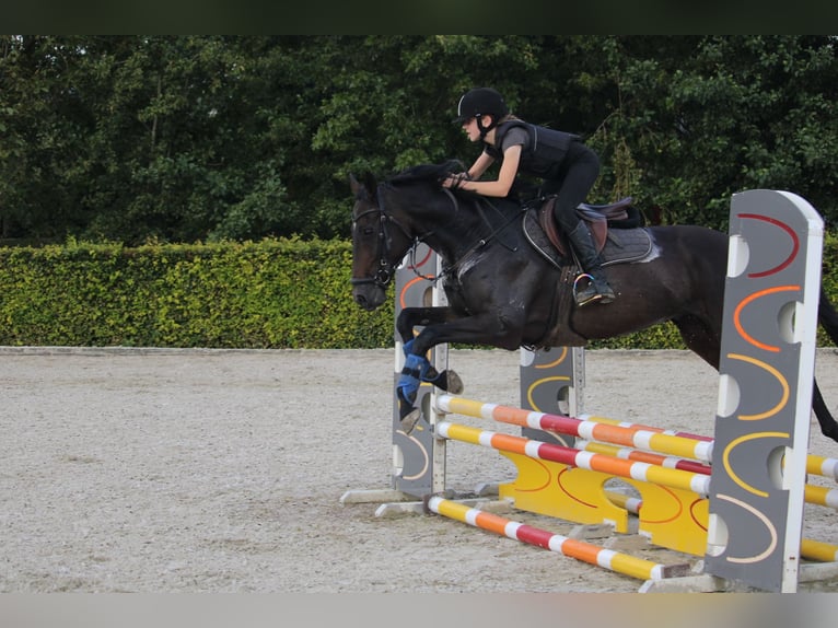 Irish Thoroughbred Gelding 9 years 15,3 hh Smoky-Black in Wijk en Aalburg