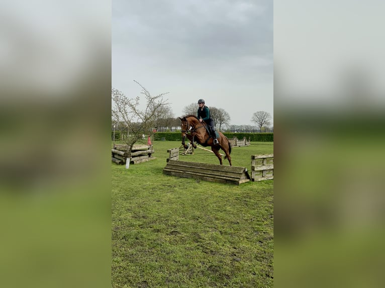 Irish Thoroughbred Gelding 9 years 16,1 hh Chestnut-Red in Holten