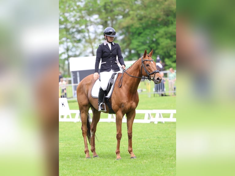 Irish Thoroughbred Gelding 9 years 16,1 hh in Holten