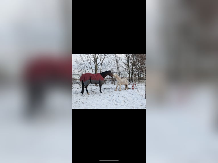 Irish Thoroughbred Gelding 9 years 16 hh Bay-Dark in Beverungen