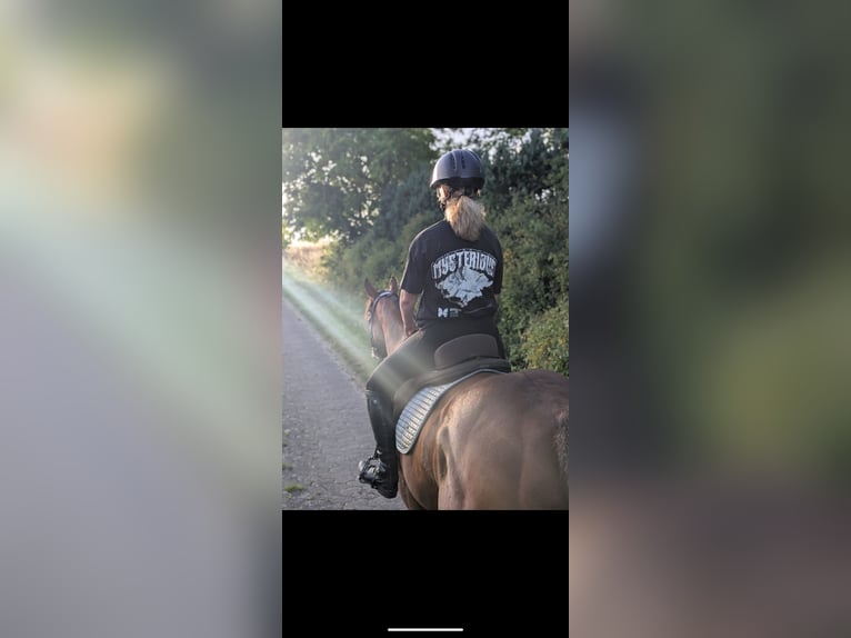 Irish Thoroughbred Gelding 9 years 16 hh Bay-Dark in Beverungen