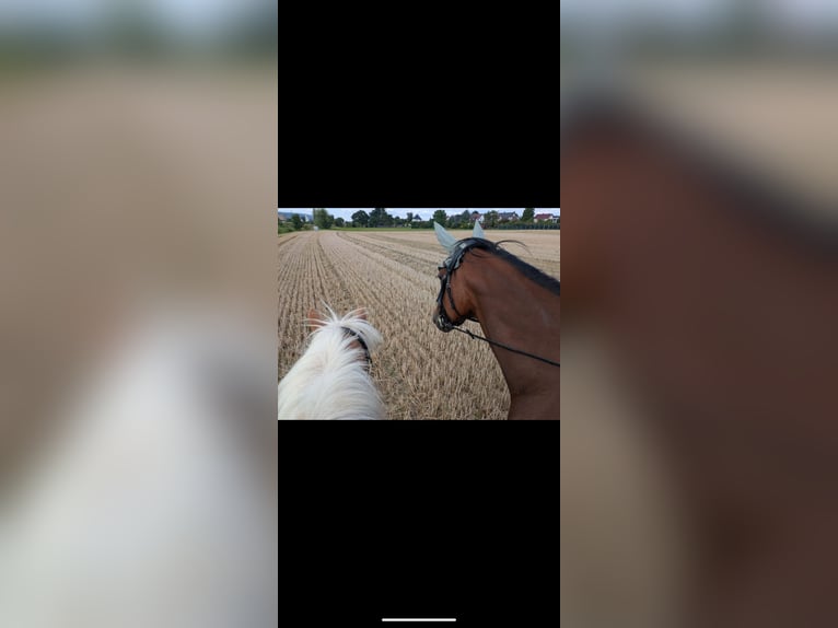 Irish Thoroughbred Gelding 9 years 16 hh Bay-Dark in Beverungen