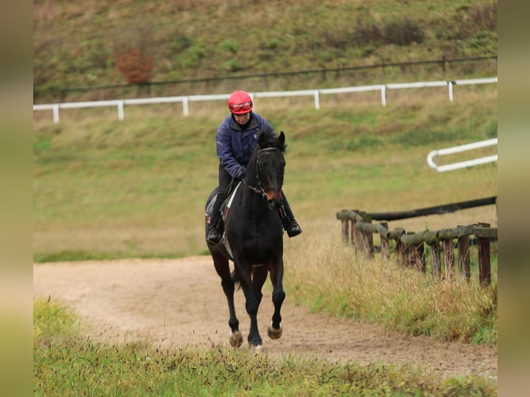 Irish Thoroughbred Gelding 9 years 16 hh Bay-Dark in Weilerswist