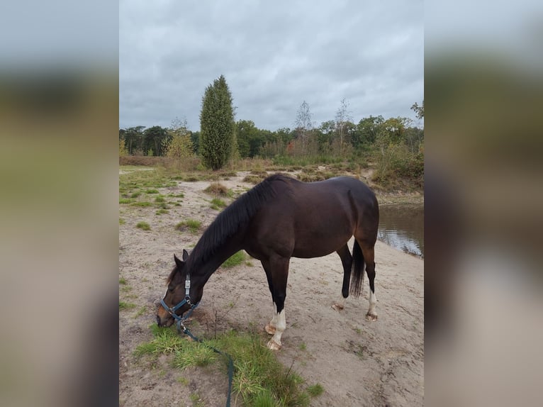 Irish Thoroughbred Mare 10 years 15.2 hh Brown in Loon op Zand