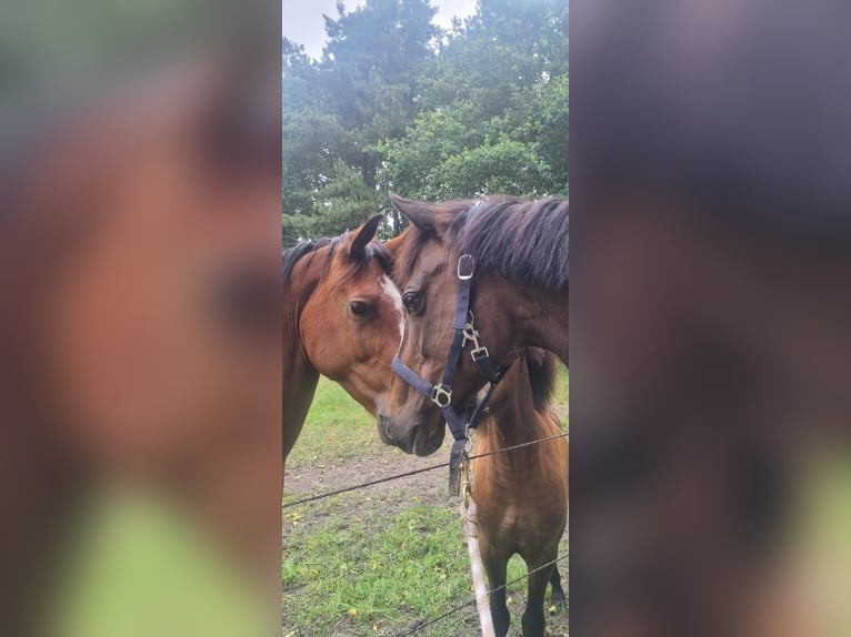 Irish Thoroughbred Mare 10 years 15.2 hh Brown in Loon op Zand