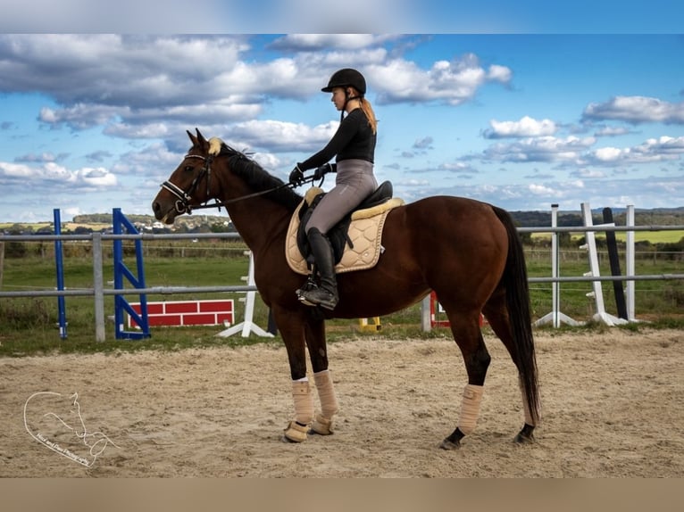 Irish Thoroughbred Mix Mare 10 years 15,1 hh Brown in Septfontaine