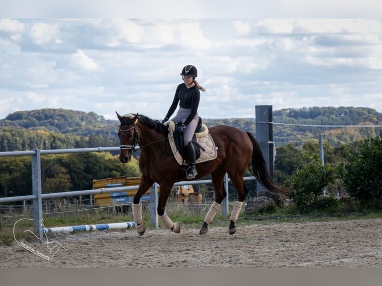 Irish Thoroughbred Mix Mare 10 years 15,1 hh Brown in Septfontaine