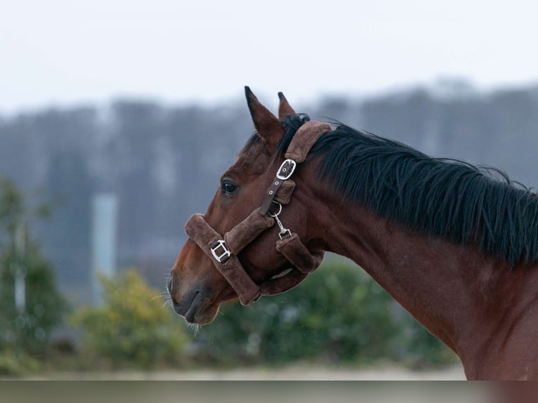Irish Thoroughbred Mix Mare 10 years 15,1 hh Brown in Septfontaine