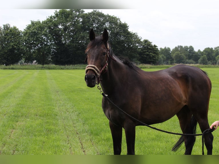 Irish Thoroughbred Mare 10 years 16 hh Bay-Dark in Laar