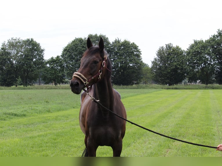 Irish Thoroughbred Mare 10 years 16 hh Bay-Dark in Laar