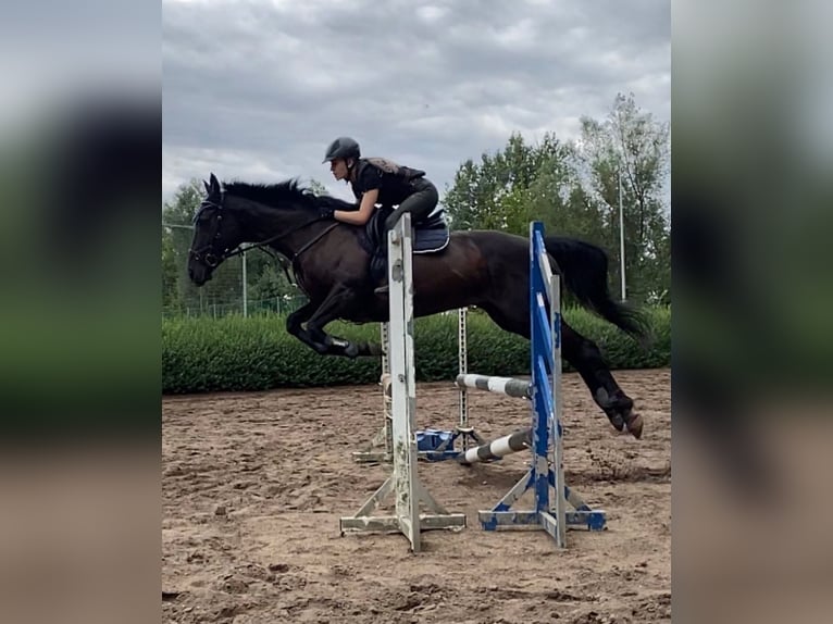 Irish Thoroughbred Mare 10 years 16 hh Black in Petersberg