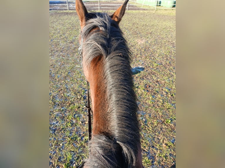 Irish Thoroughbred Mare 10 years 16 hh Brown in Celle