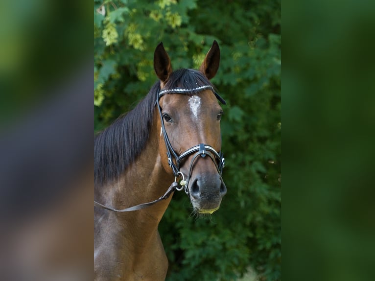 Irish Thoroughbred Mare 10 years 16 hh Brown in Wijckel