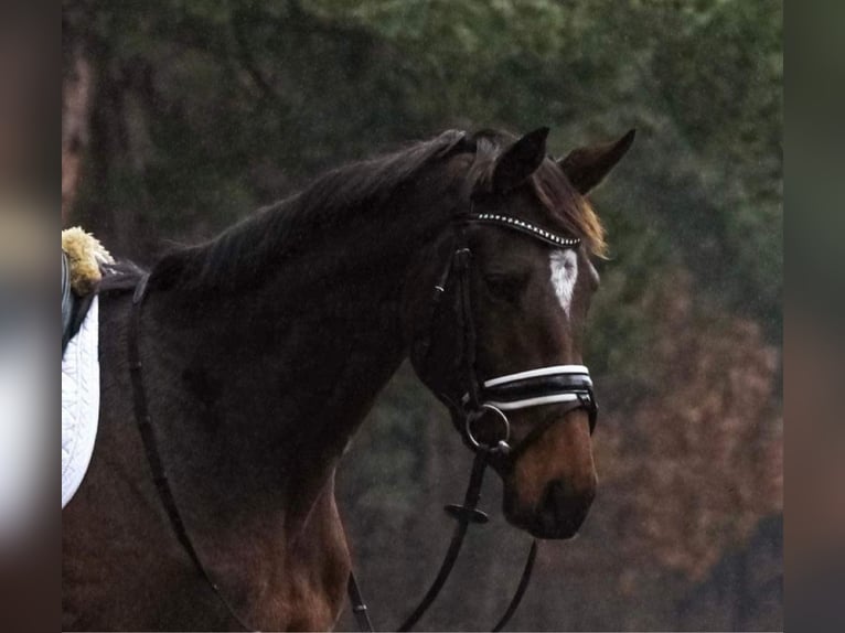 Irish Thoroughbred Mare 10 years 16 hh Brown in Wijckel