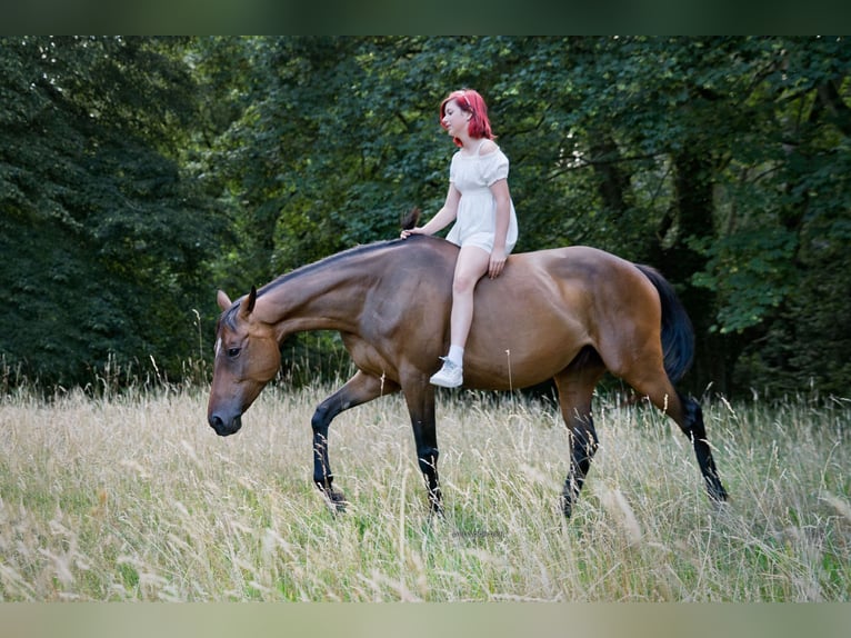 Irish Thoroughbred Mare 10 years 16 hh Brown in Wijckel