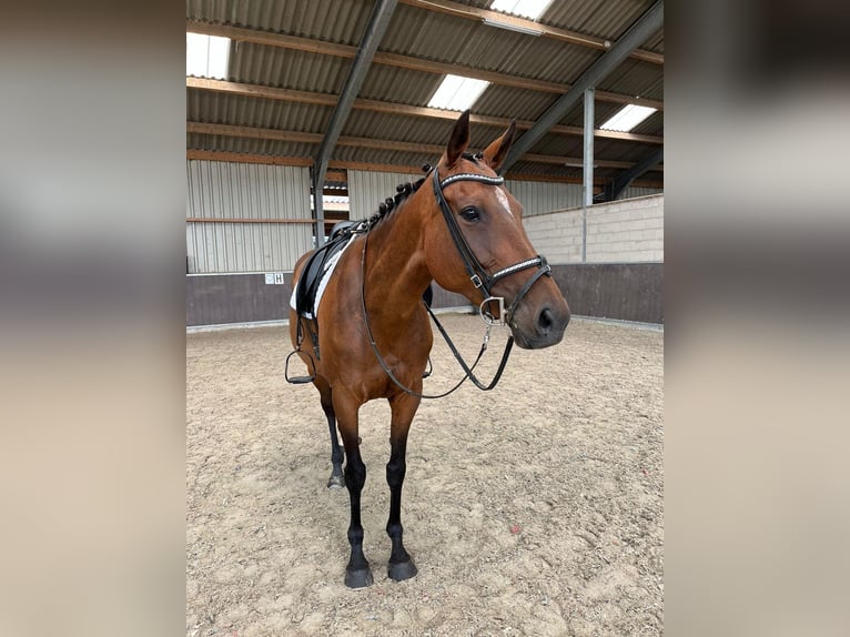 Irish Thoroughbred Mare 10 years 16 hh Brown in Wijckel