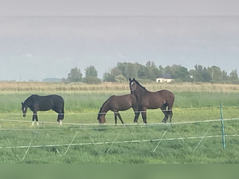 Irish Thoroughbred Mare 11 years 15.2 hh Bay-Dark in Oldenswort