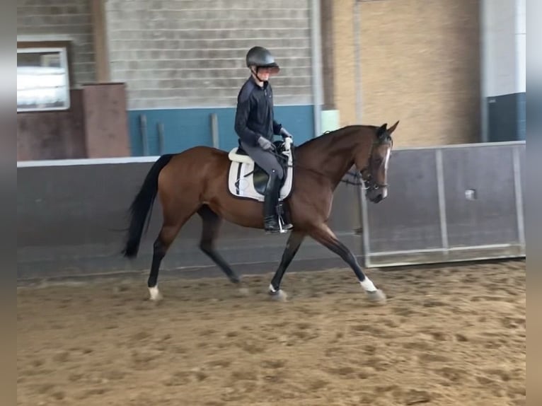 Irish Thoroughbred Mare 11 years 15.2 hh Bay-Dark in Oldenswort