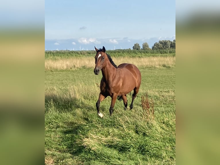 Irish Thoroughbred Mare 11 years 15.2 hh Bay-Dark in Oldenswort