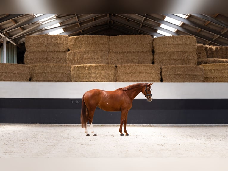 Irish Thoroughbred Mare 11 years 15,1 hh Chestnut-Red in Maasland