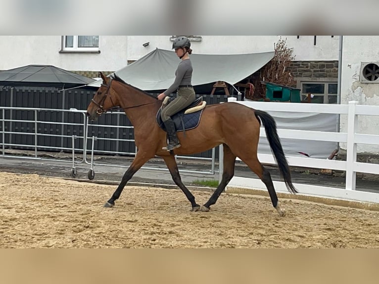 Irish Thoroughbred Mare 11 years 16.1 hh Brown in Morsbach