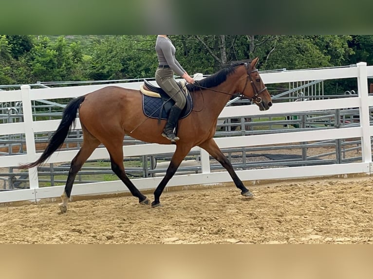 Irish Thoroughbred Mare 11 years 16.1 hh Brown in Morsbach