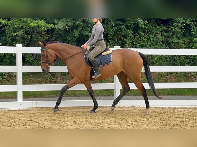 Irish Thoroughbred Mare 11 years 16.1 hh Brown in Morsbach