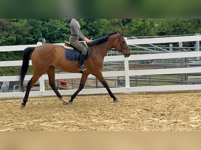 Irish Thoroughbred Mare 11 years 16.1 hh Brown in Morsbach