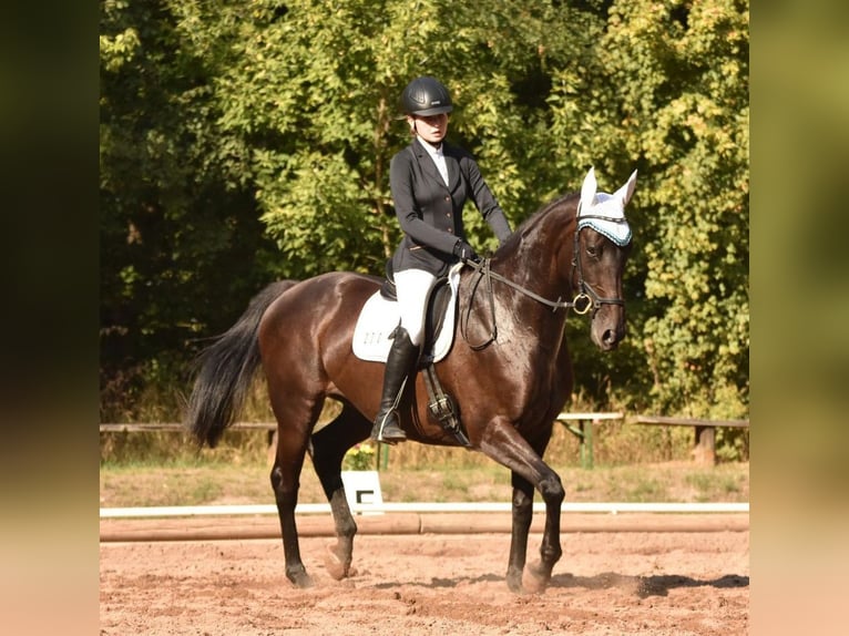 Irish Thoroughbred Mare 11 years 16 hh Black in Petersberg