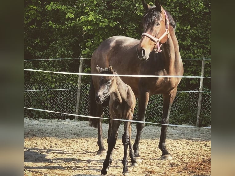 Irish Thoroughbred Mare 12 years 16,1 hh Brown in Vechelde