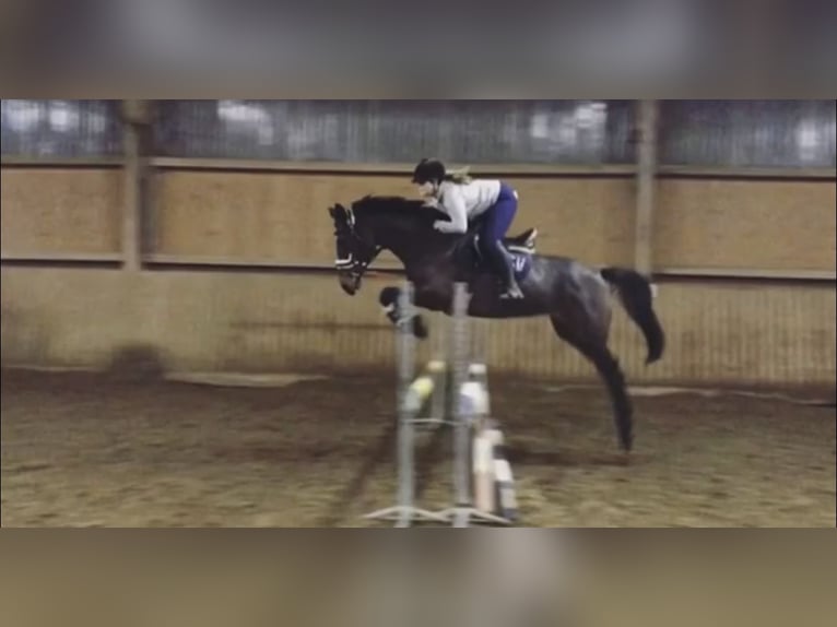 Irish Thoroughbred Mare 12 years 16,1 hh Brown in Vechelde