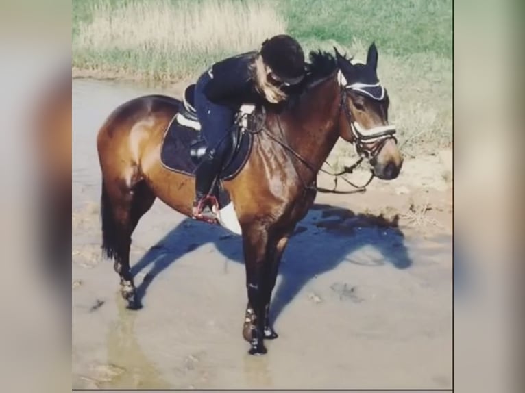 Irish Thoroughbred Mare 12 years 16,1 hh Brown in Vechelde