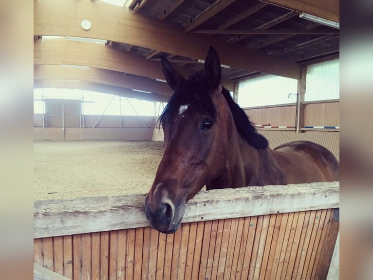 Irish Thoroughbred Mare 12 years 16,1 hh Brown in Vechelde