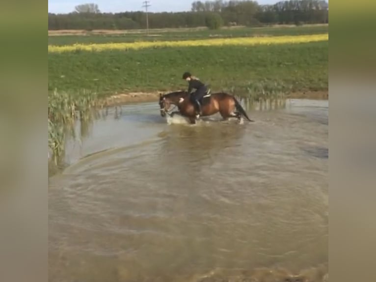 Irish Thoroughbred Mare 12 years 16,1 hh Brown in Vechelde