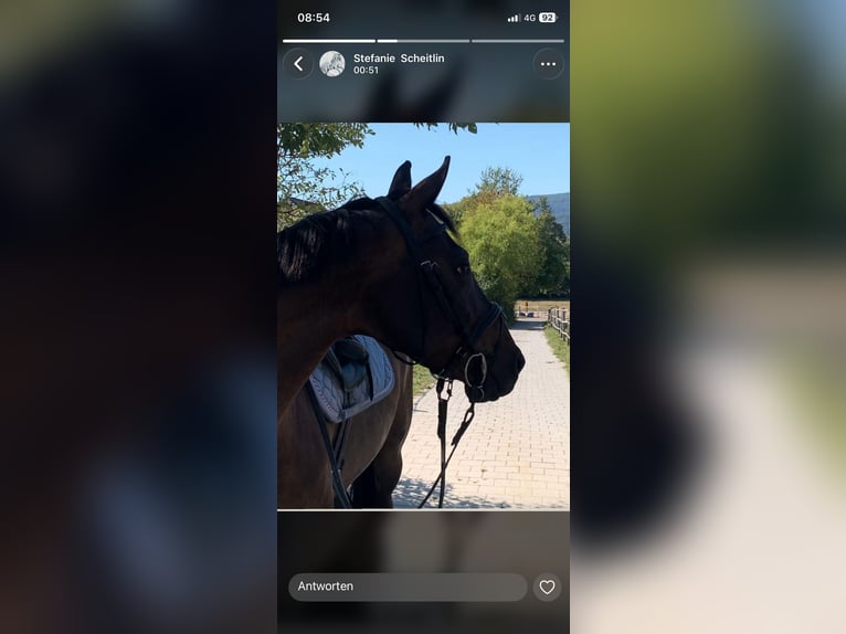 Irish Thoroughbred Mare 12 years 16 hh Bay-Dark in Biel-Benken BL